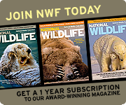 Join NWF today and get a 1 year subscription to National Wildlife magazine